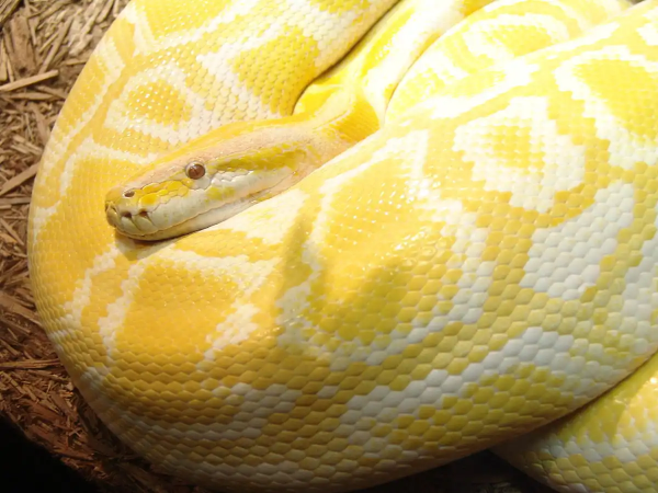 Common Python Pitfalls: Mutable objects