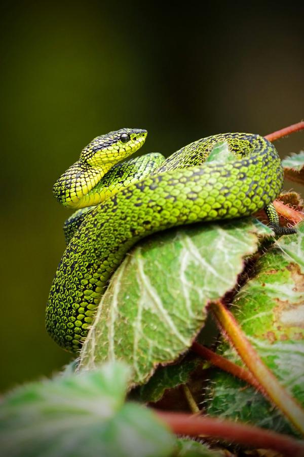 Implementing the Snake Game in Python: Step-by-Step Tutorial